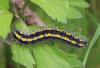 229971 – Photo : alain Roujas – France (31)